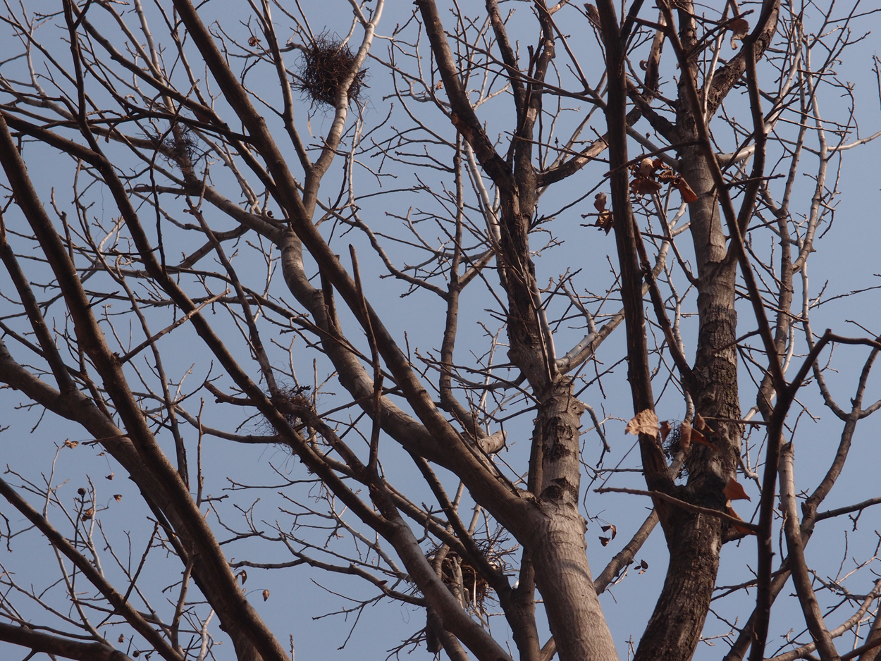 2018-01-14 11 Uhr - Rangjung Yeshe Institute (Foto) 